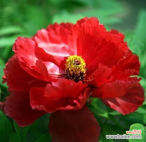 美丽高贵的洋牡丹，传达深情的花语 探究洋牡丹的花语