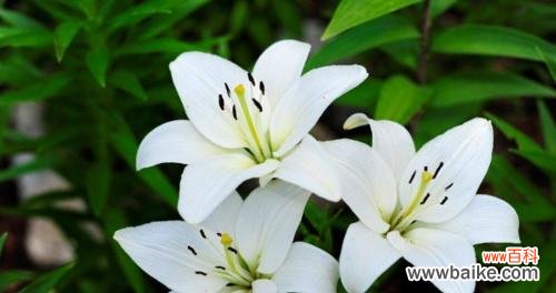 传递爱与纯洁的花朵 百合花的花语与象征意义