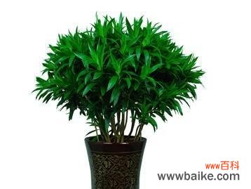 百合竹的摆放风水与注意事项 百合竹的寓意与风水象征