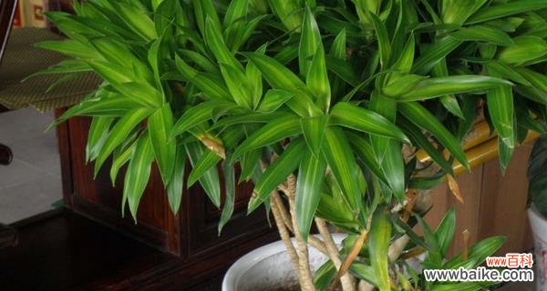 百合竹的摆放风水与注意事项 百合竹的寓意与风水象征