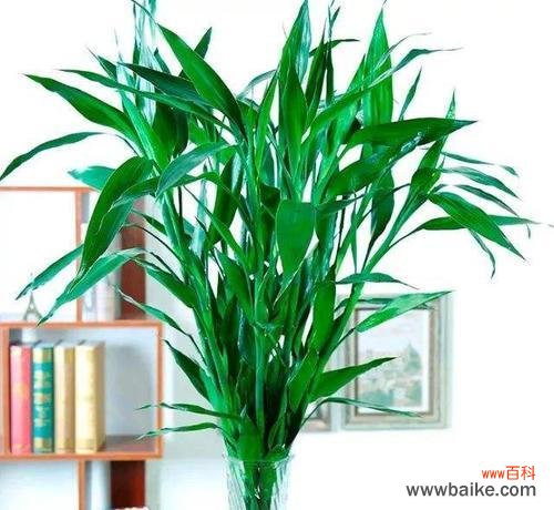 百合竹的摆放风水与注意事项 百合竹的寓意与风水象征