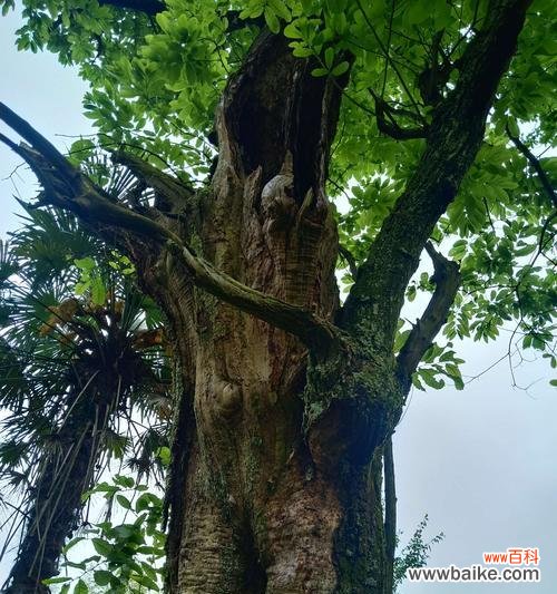 探索板栗树的五行属性与美好寓意 板栗树风水的神奇力量与寓意