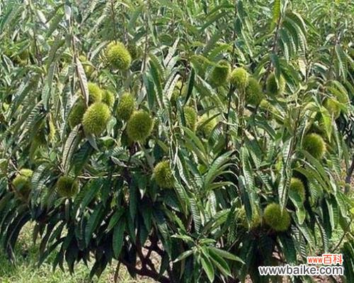 探索板栗树的五行属性与美好寓意 板栗树风水的神奇力量与寓意