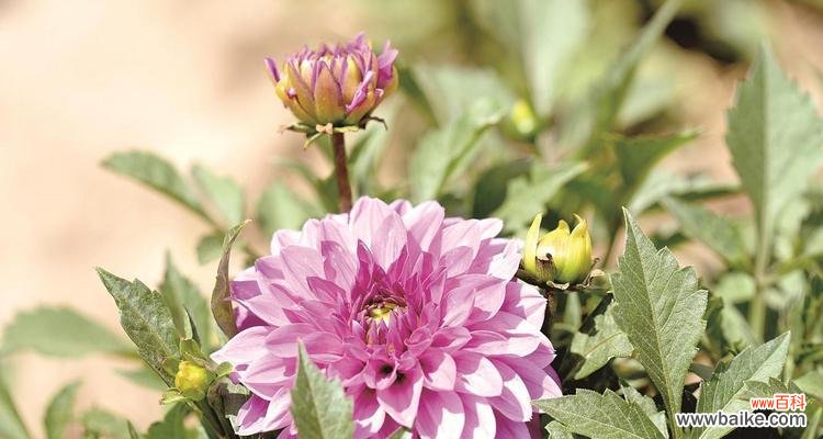 包头市花小丽花的美丽与特色 包头市花——小丽花的象征寓意