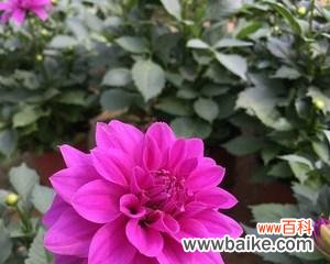 包头市花小丽花的美丽与特色 包头市花——小丽花的象征寓意