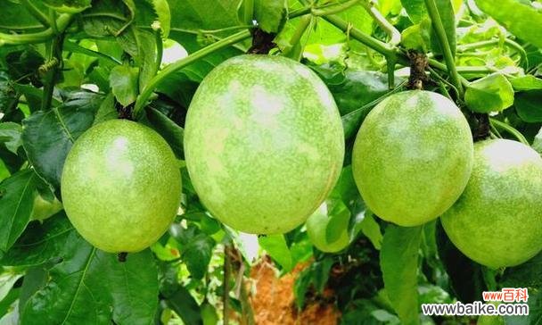 探寻百香果的神秘力量 百香果的象征意义及传承