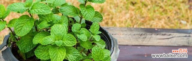 解读薄荷开花的吉利之处与福泽 薄荷开花的风水寓意及其神奇功效