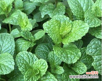 探寻薄荷花绽放的象征与内涵 薄荷开花的寓意及意义