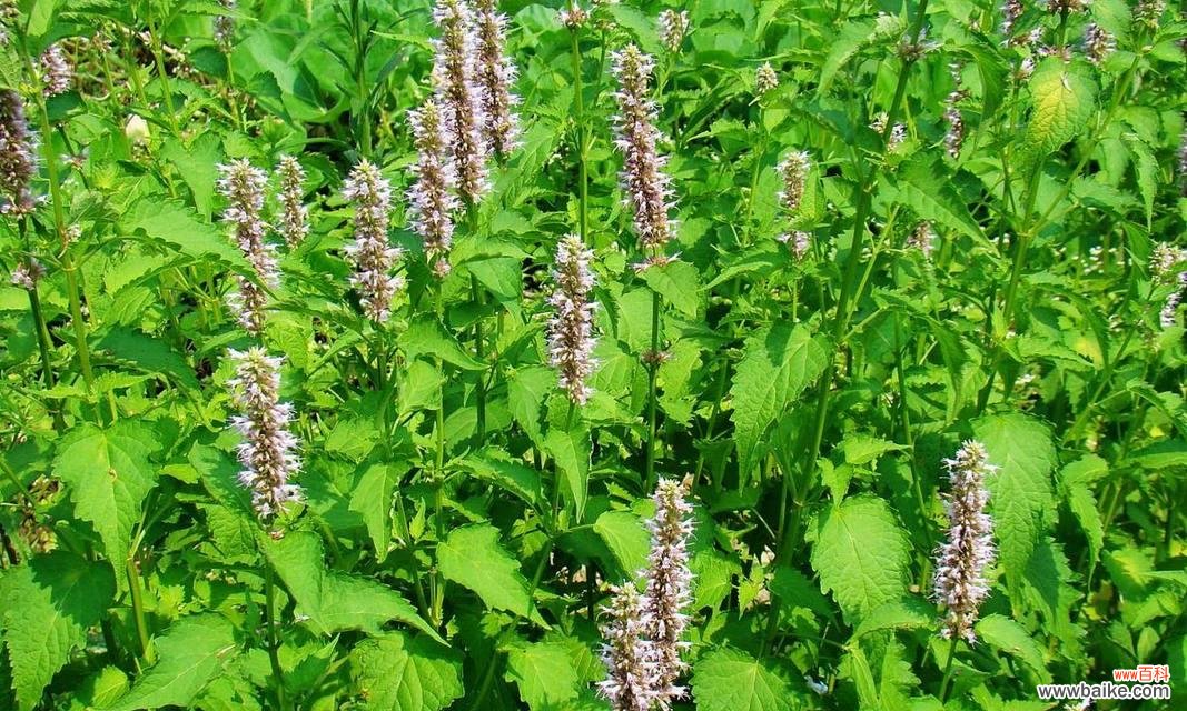 清新舒适的氛围传递健康与希望 薄荷叶的花语与寓意