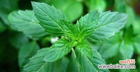 清新舒适的氛围传递健康与希望 薄荷叶的花语与寓意