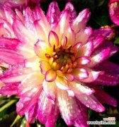 探索保定市花月季花的文化内涵和城市形象的传承 保定市花——月季花的美丽与象征意义