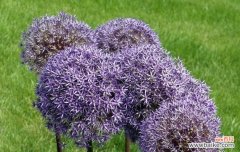 洋葱开花的样子和寓意是什么？