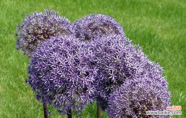 洋葱开花的样子和寓意是什么?