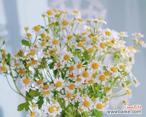 洋甘菊的花语和寓意象征着什么意思？如何正确解读洋甘菊的含义？