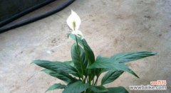 一帆风顺花象征着什么？它的寓意有哪些常见问题？