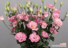 洋桔梗花的花语是什么意思？它的寓意象征有哪些？