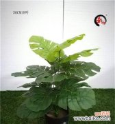 叶子的象征意义是什么？叶子在文化中代表了哪些含义？