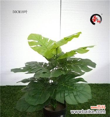 叶子的象征意义是什么？叶子在文化中代表了哪些含义？