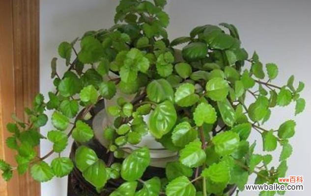 叶子的象征意义是什么？叶子在文化中代表了哪些含义？