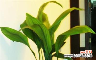 一叶兰花语象征与寓意是什么？如何理解一叶兰的深层含义？