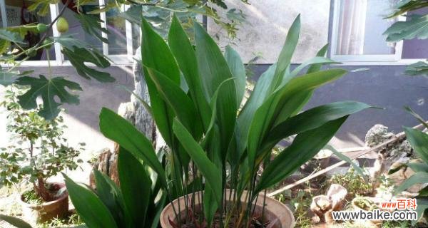 一叶兰花语象征与寓意是什么？如何理解一叶兰的深层含义？