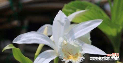 一叶兰花语象征与寓意是什么？如何理解一叶兰的深层含义？