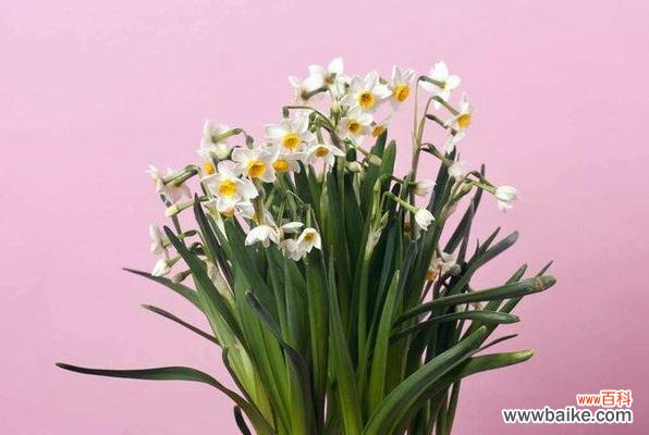 宜宾市花黄桷兰象征意义是什么？