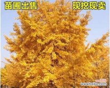 银杏树象征着什么？银杏树的象征意义有哪些常见问题？