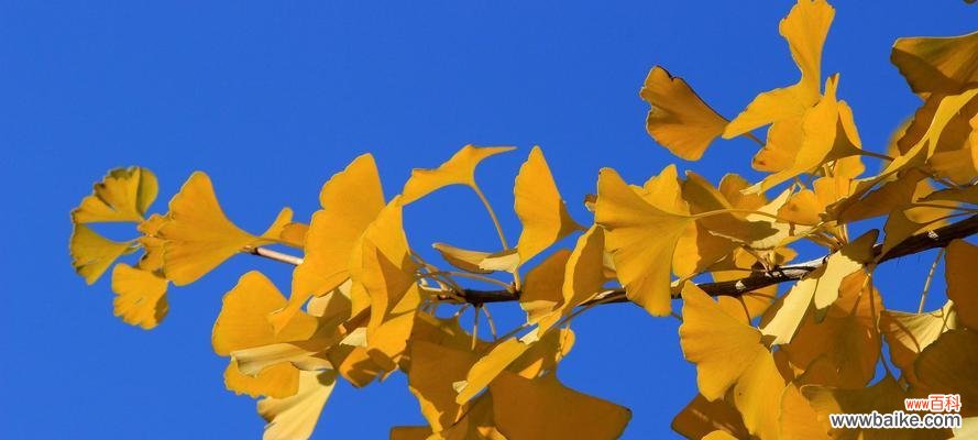 银杏象征着什么意义？银杏树的寓意和象征有哪些？