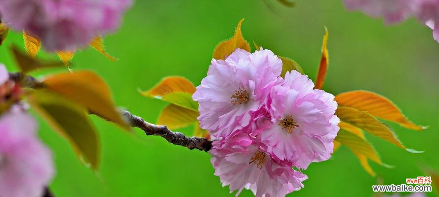 樱花的象征意义是什么？樱花代表的寓意有哪些？