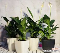 办公室植物租赁的摆放风水