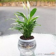 办公室租赁水培花卉植物的日常养护技巧