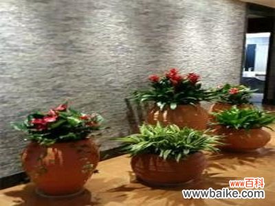 成都植物出租绿植里的共享经济