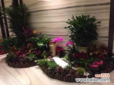 成都植物出租绿植里的共享经济