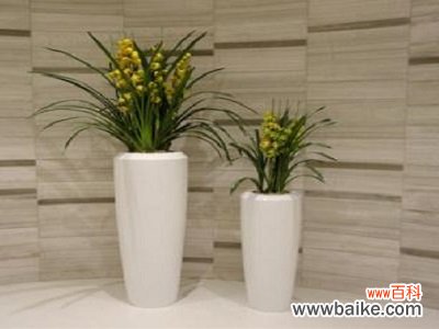 成都植物出租绿植里的共享经济