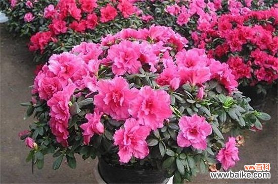 十大不吉利花有哪些？盘点十大不吉利花