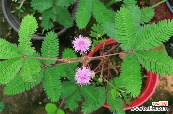 十大不吉利花有哪些？盘点十大不吉利花