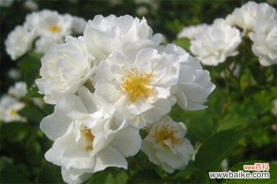 十大不吉利花有哪些？盘点十大不吉利花