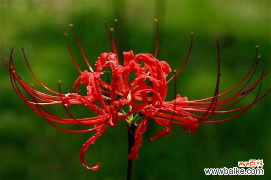 十大不吉利花有哪些？盘点十大不吉利花