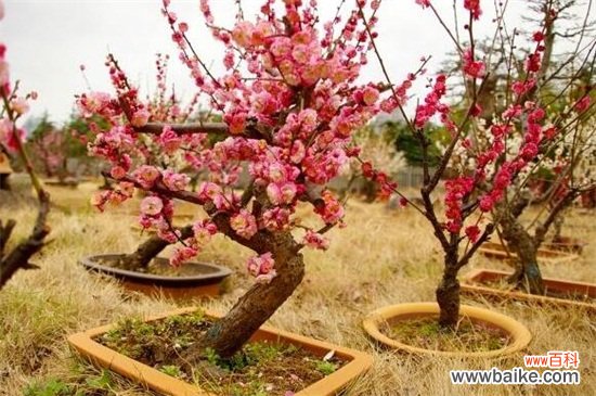 十大不吉利花有哪些？盘点十大不吉利花