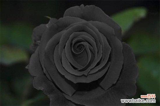 十大不吉利花有哪些？盘点十大不吉利花