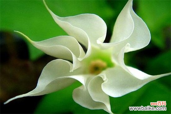 十大不吉利花有哪些？盘点十大不吉利花