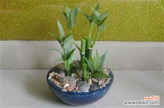 重庆办公室植物租赁推荐