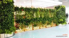 上海写字楼绿植租摆方案