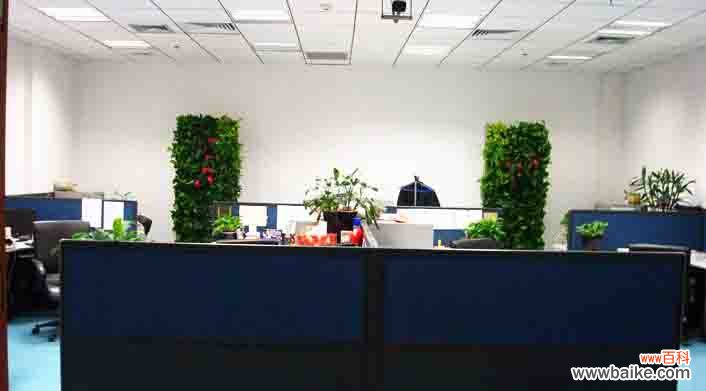 上海写字楼绿植租摆方案