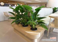 办公室里适合放那些绿植？绿植租摆的植物种类介绍