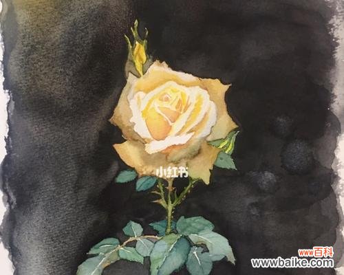 探讨黄玫瑰的象征意义 送一朵黄玫瑰的含义