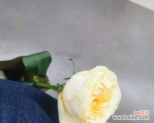 探讨黄玫瑰的象征意义 送一朵黄玫瑰的含义