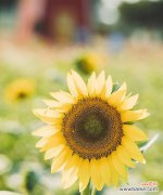 揭示阳光般的向日葵，你了解多少？ 向日葵的花语和寓意