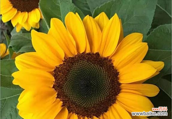 揭示阳光般的向日葵，你了解多少？ 向日葵的花语和寓意